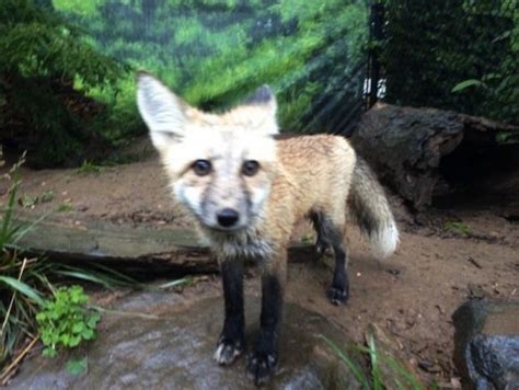 Escaped Fox Still On The Loose On Staten Island Gothamist