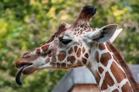 Why Is The Giraffes Tongue Blue Clear Explanation Animal World Facts