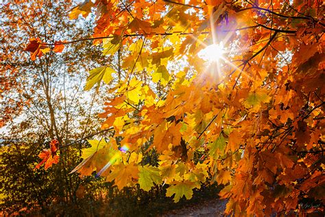 Herbstsonne Foto And Bild Jahreszeiten Herbst Natur Bilder Auf