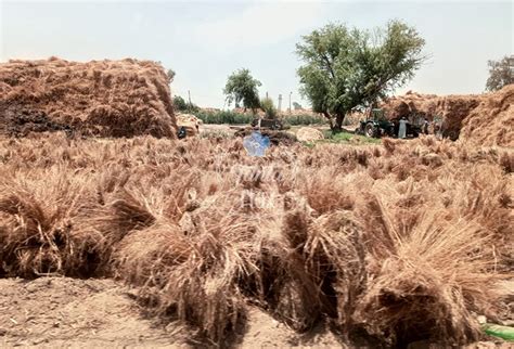 tanta flax is one of the biggest egyptian producers and exporters of flax fibers