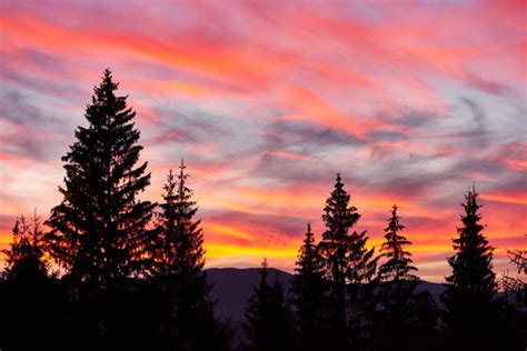Sunset Pine Trees Images Browse Stock Photos Vectors And