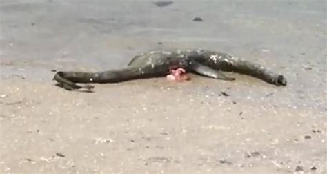 Sea Creature Washes Up In Georgia Locals Think Its Their