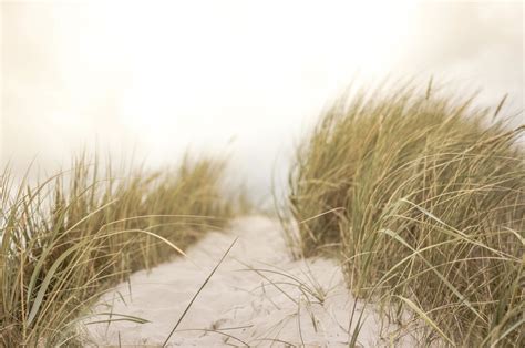 Beach Grass Could Protect Coastal Connecticut Homesfor Now