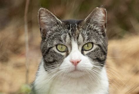 Jefferson City Council Talks T N R For Cats Theperrynews