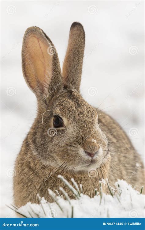 Cottontail Rabbit Close Up In Snow Stock Image Image Of Wildlife