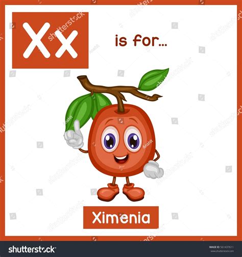 Cartoon Fruit Alphabet Flashcard X Ximenia Vector De Stock Libre De
