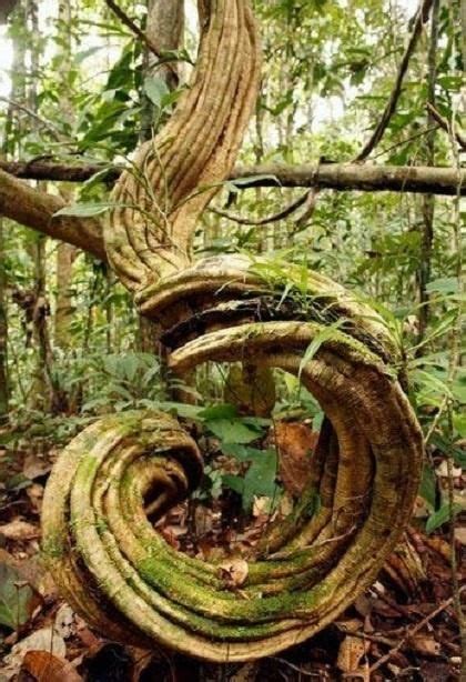 The canopystair is a clever tool for. Spiral tree trunk - gorgeous | Mystical Spaces and Magical ...