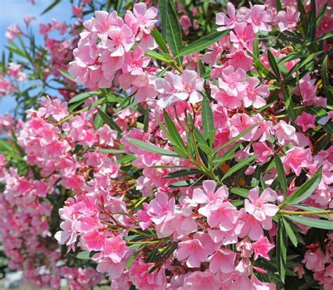 Nerium oleander (oleander) is an evergreen shrub of the apocynaceae family that thrives principally in subtropical regions. Jak pielęgnować oleander i jak go przezimować? [Porada ...