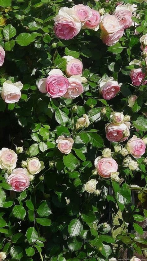 Rose Flowers Flower Roses Bokeh Landscape Nature Garden