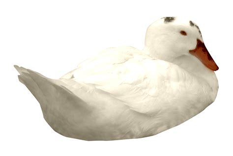 American Pekin Duck Goose Duck Png Download 17341166 Free