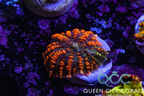 Orange Raunchy Bounce Mushroom Wysiwyg Queen City Corals