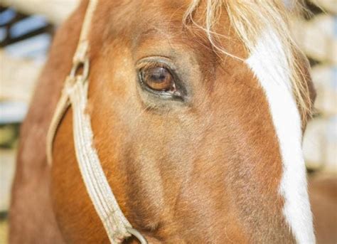 Corneal Ulcers In Horses Petmd