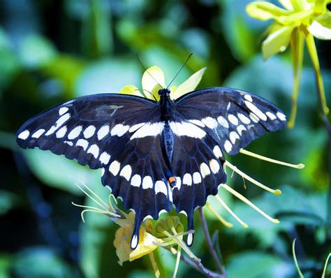 Swallowtail Photograph By Diane Wood Fine Art America