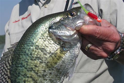 Serious Summer Weed Crappie Patterns Midwest Outdoors