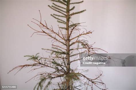 Wilted Tree Photos And Premium High Res Pictures Getty Images