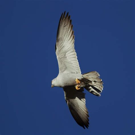 sunshinecoastbirds: Grey Falcon & Diamantina National Park