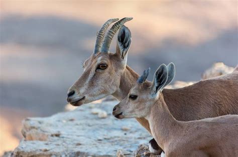 10 Incredible Desert Animals That Can Take The Heat Desert Animals
