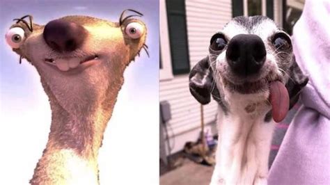 Zappa A Toothless 15 Year Old Italian Greyhound Looks Like Sid The Sloth From The Animated