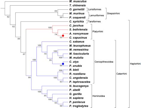 Phylogenomic Tree Of Primates Phylogram Constructed With The Tomm