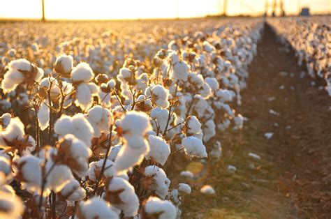 Macquarie buys into Australia's largest cotton farm | Agri Investor