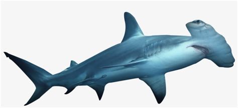 Great Hammerhead Shark Drawing Free Download On Clipartmag