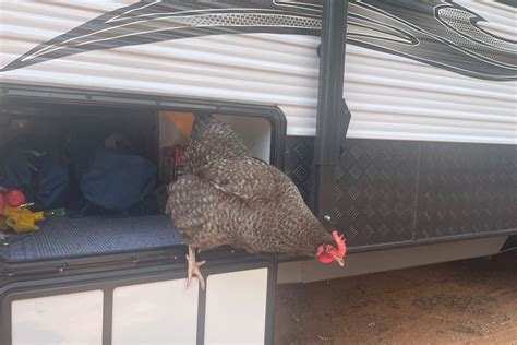 Hitchhiking Chicken Makes 300km Journey In Caravan To Broome Abc News