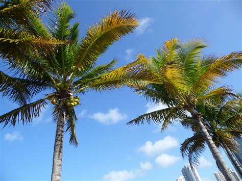 The Florida Palm Trees Florida Palm Trees Palm Trees Simple Pictures