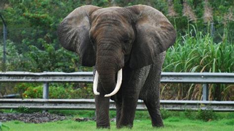 North African Elephant The Atlas Elephant Extinct Species