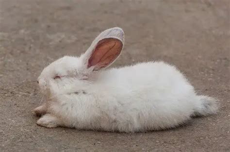 3 Common Rabbit Sleeping Habits You Need To Know Rabbit Care Blog