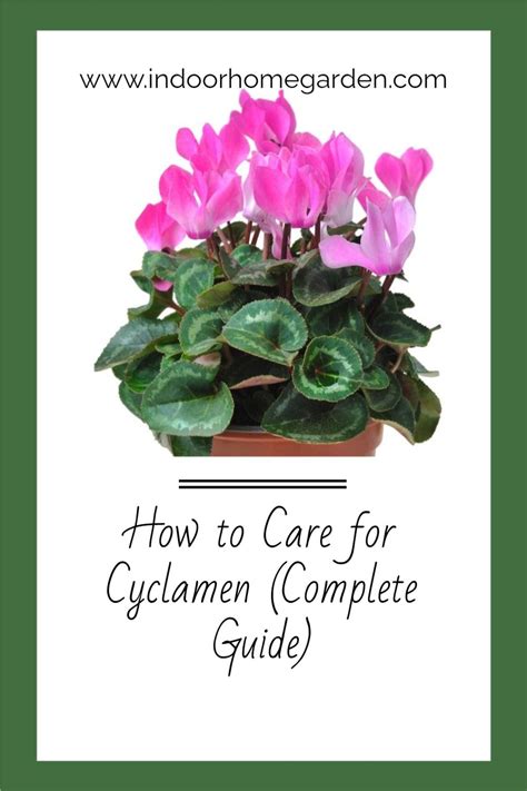 How To Care For Cyclamen Complete Guide In 2021 Cyclamen Care Low