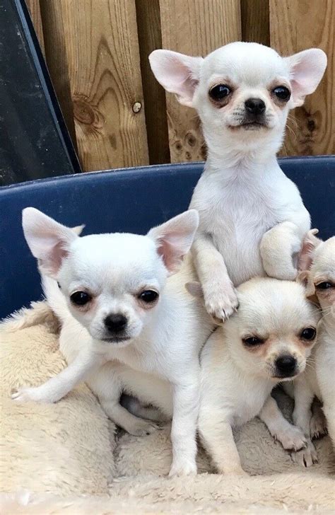 Chihuahua Puppies Kc Reg In Jedburgh Scottish Borders Gumtree