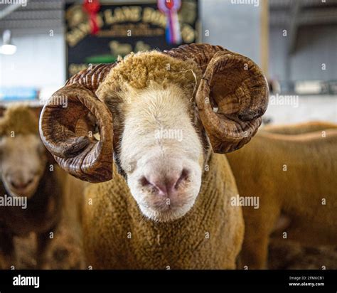 Dorset Horn Ram Champion Stock Photo Alamy