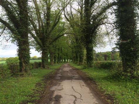 Tree Lined Drive © Don Cload Cc By Sa20 Geograph Britain And Ireland