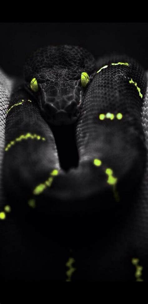 1920x1080px 1080p Free Download Snake Black Neon Scales Snakes