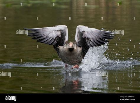 Greylag Goose With Open Wings In Its Habitat In Denmark Stock Photo Alamy