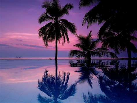 Landscape, tropical, purple sky, palm trees, sea, water, tropical ...