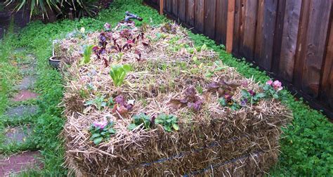 Gardening Made Easy With Straw Bales Farmers Almanac Plan Your