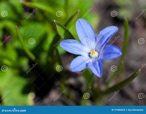 Little Blue Flower Stock Photo Image Of Garden Grass 31486024