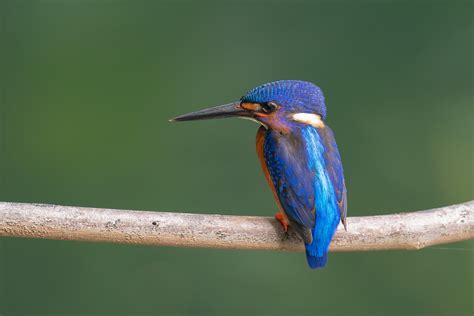 Blue Eared Kingfisher Birds Of Singapore