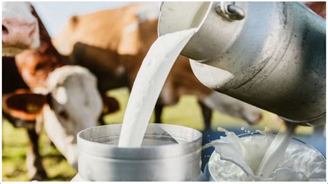 Milk Production India Is The World Leader In Milk Production Milk