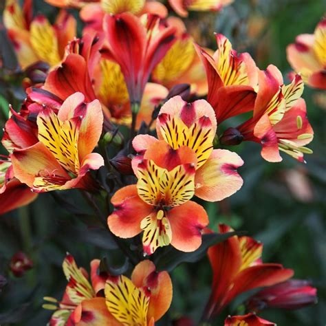 Buy Peruvian Lily Alstroemeria Indian Summer Tesronto Pbr £1199