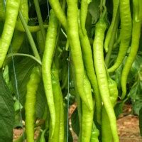 Rüyada Yeşil Biber Görmek | Rüya Tabiri Yorumları