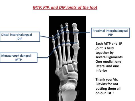 Ppt Bones Of The Foot And Ankle Powerpoint Presentation Id1164845