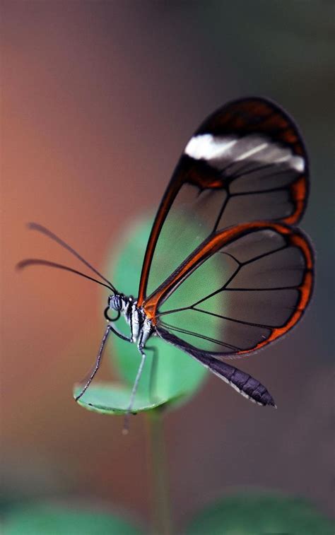 The Glasswing Butterfly By Glenn0o7 On Deviantart Glasswing Butterfly