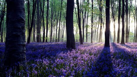 Healing Spa Music Lavender Forests Relaxing Ethereal Ambient