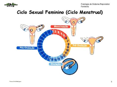 Fisiologia Do Sistema Reprodutor Feminino Tero Colo Do