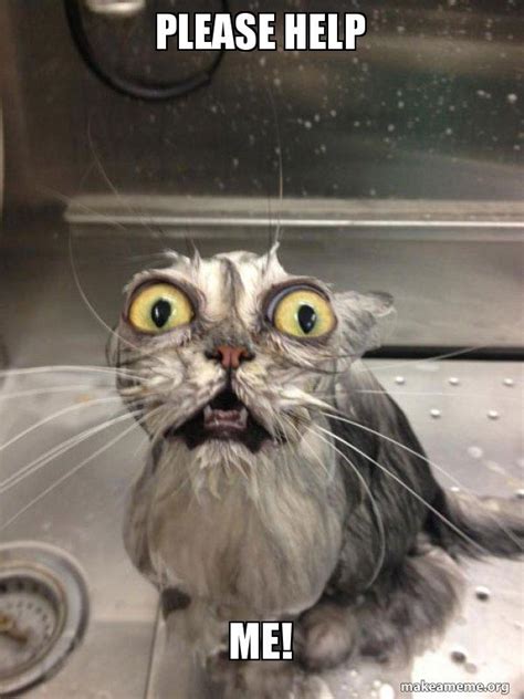 Please Help Me Cat Bath Make A Meme