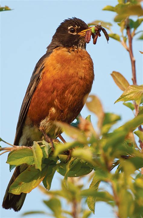 Birds in Focus: The Rockin' Robin | Articles | Birds in Focus