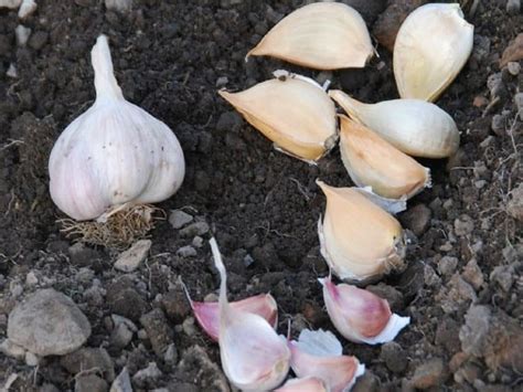 How To Grow Garlic From A Clove