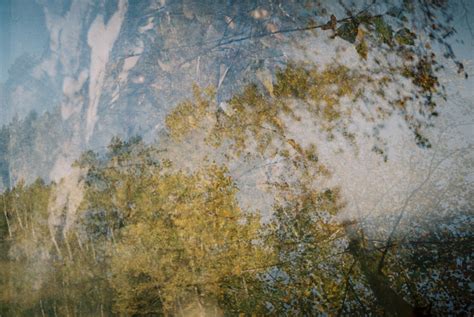 Free Stock Photo Of Double Exposure Forest Nature